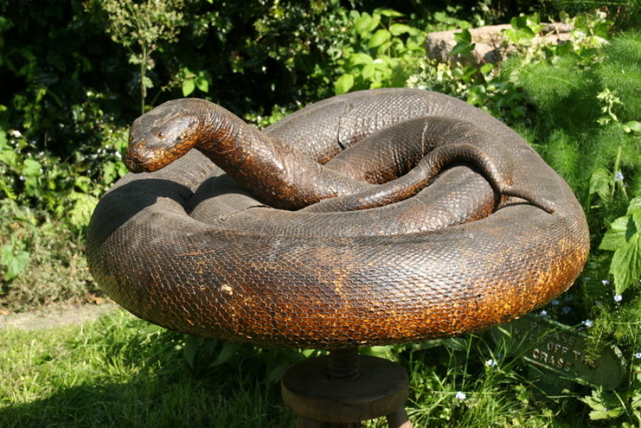 Huge coiled taxidermy Snake