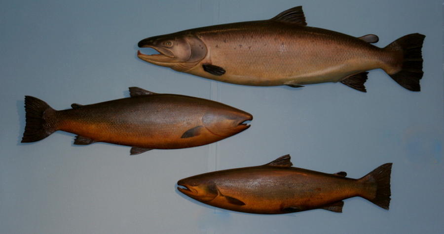The Finest pair of Carved wooden and painted trophy Salmon.