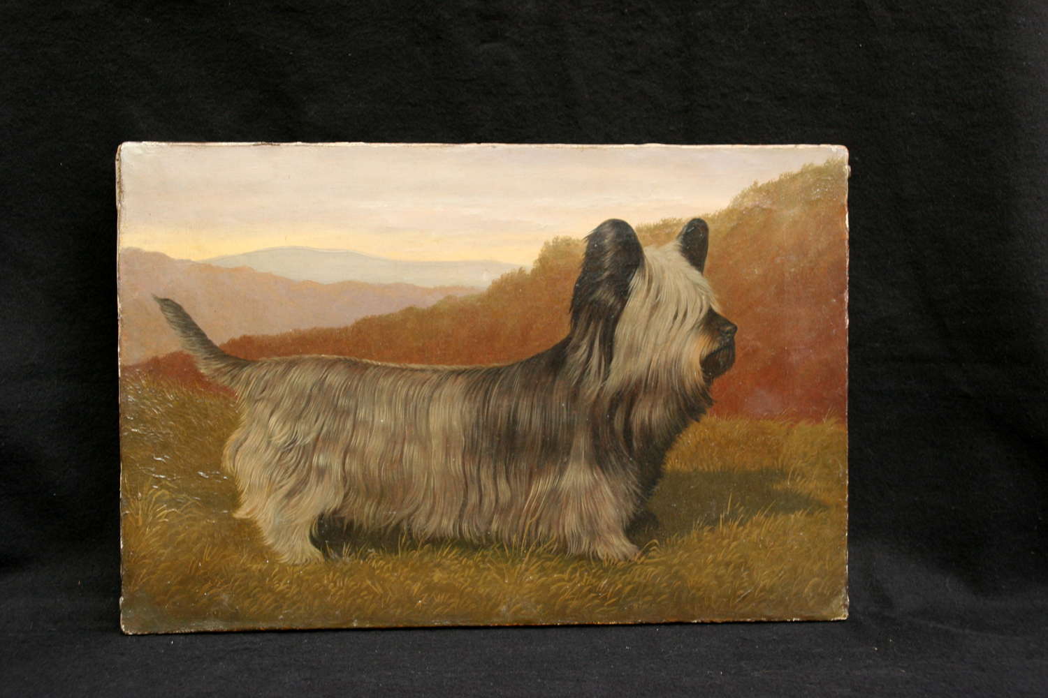 Skye Terrier Portrait, Oil on Canvas, late 19th / early 20th
